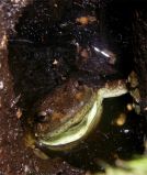 Platypelis grandis clutch